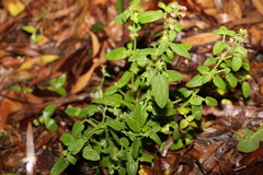 Teucrium argutum