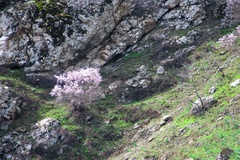 Prunus bucharica