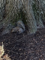 Sciurus carolinensis