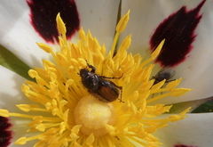 Chasmatopterus villosulus