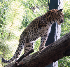 Panthera pardus orientalis