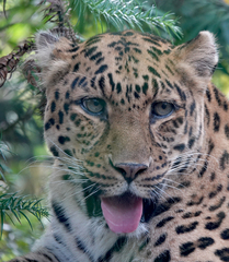 Panthera pardus orientalis