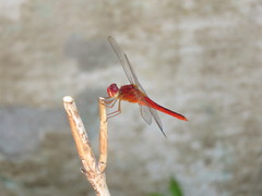 Crocothemis servilia