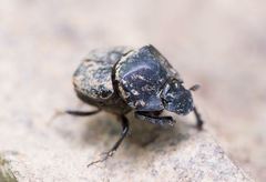 Onthophagus ater