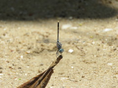 Diplacodes trivialis