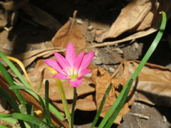 Zephyranthes rosea
