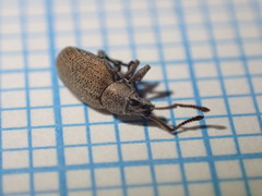 Peritelini
