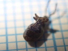 Peritelini