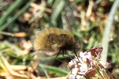 Bombylius trichurus
