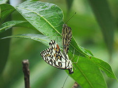 Papilio demoleus