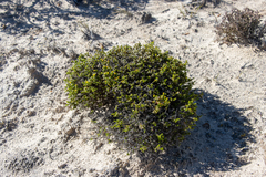 Kippistia suaedifolia