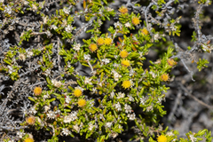 Kippistia suaedifolia