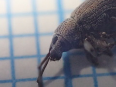 Peritelini