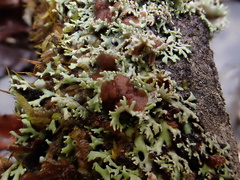 Heterodermia flabellata