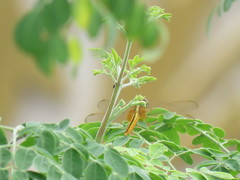 Crocothemis servilia