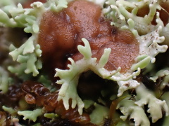 Heterodermia flabellata