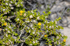 Kippistia suaedifolia