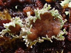 Heterodermia flabellata