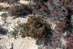 Tecticornia moniliformis