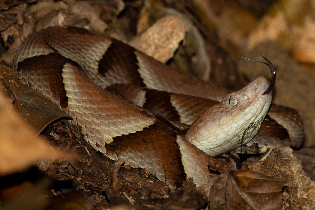 Murici Lancehead