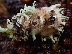 Heterodermia flabellata