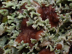 Heterodermia flabellata