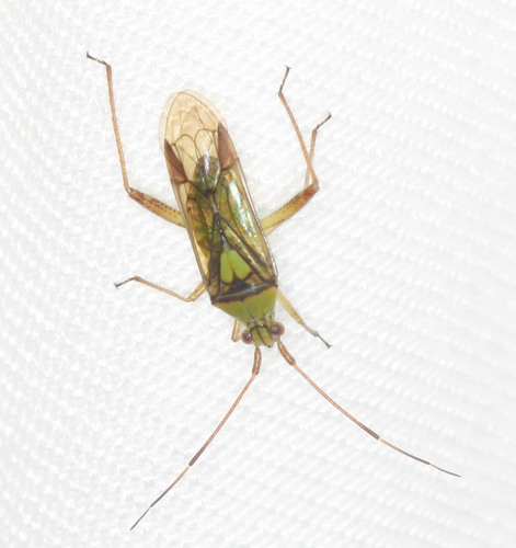 Plant bug