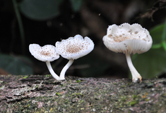 Mucidula