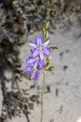 Thysanotus baueri