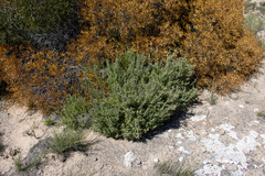 Chenopodium wilsonii