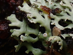 Heterodermia flabellata