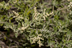 Chenopodium wilsonii
