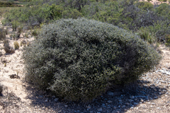 Pomaderris forrestiana