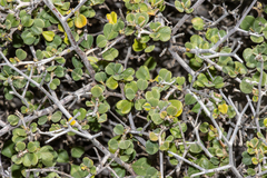 Pomaderris forrestiana