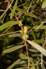 Acacia oswaldii