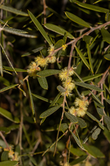 Acacia oswaldii