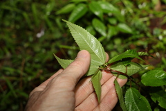 Corchorus cunninghamii