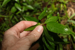Corchorus cunninghamii