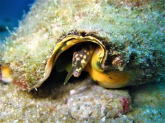 Titanostrombus galeatus