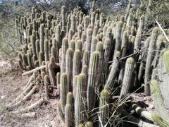 Trichocereus spachianus