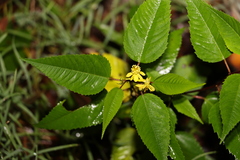 Corchorus cunninghamii
