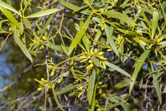 Myoporum platycarpum platycarpum