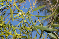 Myoporum platycarpum platycarpum