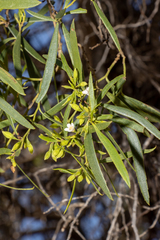 Myoporum platycarpum platycarpum