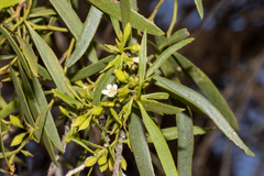 Myoporum platycarpum platycarpum