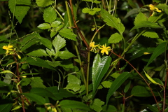 Corchorus cunninghamii
