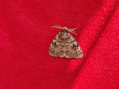 Lymantria ampla