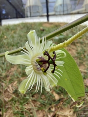 Passiflora pohlii