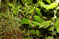 Corchorus cunninghamii