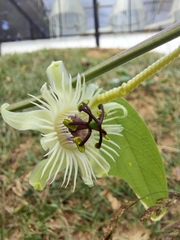 Passiflora pohlii